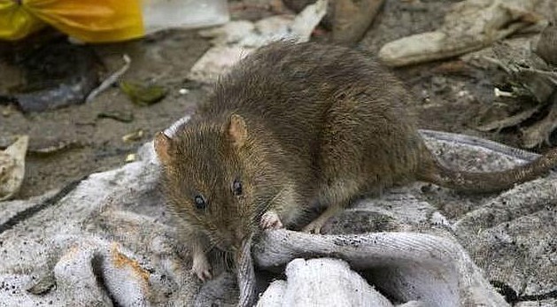 Clculo de la poblacin de ratones