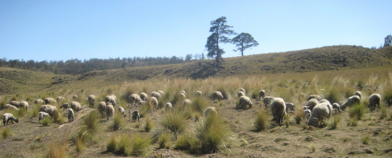 Anlisis del impacto de la sustitucin de los ovinos criollos 