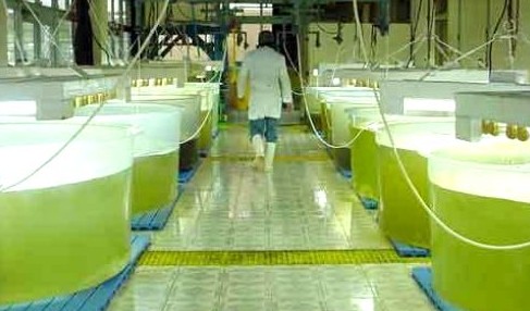 Produccin de Biodiesel a partir de Algas