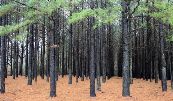 Produccin Forestal de Eucaliptus Grandis, Pino Taeda y Elliottii