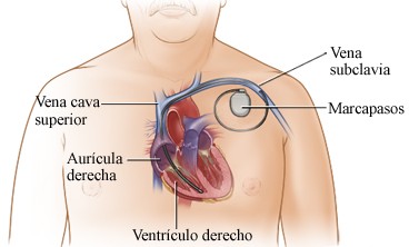 Modelo dinmico del comportamiento elctrico del corazn