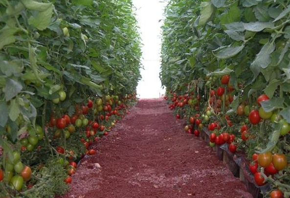 Produccin de tomate en invernadero
